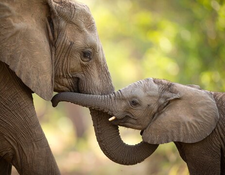 A majestic adult elephant gently touches its calf with its trunk, showcasing a tender and protective family bond in a natural environment.