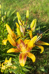 Close Up of Davit&rsquo;s Lily &lsquo;Tasmania&rsquo;: Velvety Petals and Exserted Golden Stamens