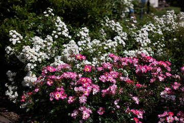 Vibrant Pink Roses in Summer Blossom. rose american pillar
