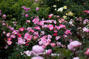 Vibrant Pink Roses in Summer Blossom. rose american pillar