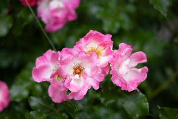 Vibrant Pink Roses in Summer Blossom. rose american pillar