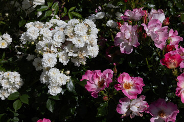 Vibrant Pink Roses in Summer Blossom. rose american pillar