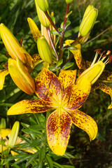 New Hybrid Lily &lsquo;Tasmania&rsquo; in Garden: Large Fragrant Flowers with Starry Pattern