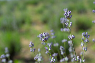 blue flowers in the garden. lavender blossom large