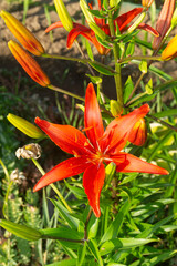 Wild Turk&rsquo;s Cap Lily (Lilium martagon) with Recurved Petals in Woodland