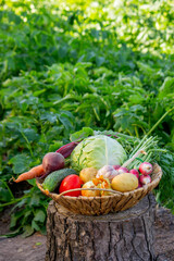 Fresh Organic Vegetables Harvested from the Garden