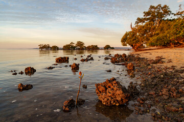 Red rocks and mangrove seedlings in the water at low tide. Morwong Beach, Coochiemudlo Island,...