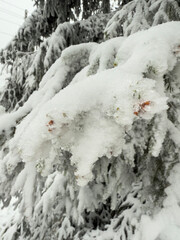 Snow-laden tree branches bending under weight in winter forest