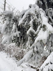 Snow-laden tree branches bending under weight in winter forest