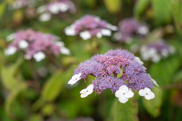 Lacecap hydrangea flowers in soft lavender tones bloom against green foliage. The photo captures multiple layers of blossoms.
