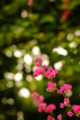 Antigonon leptopus: Pink Floral Beauty, Vibrant Pink Flowers and Green Leaves, Soft Focus Pink Flowers in Nature, Close-up of Blooming Coral Vine, Floral Background with Pink Petals, Natural Gard