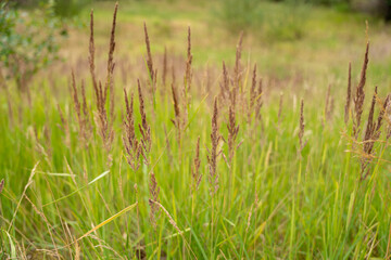 Tall wild grasses stand in a green field under soft natural light. The image captures the gentle wildness of a late summer meadow.