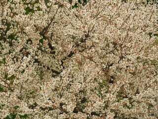 上から見た春の満開の桜風景	