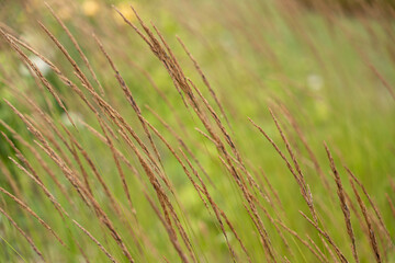 Dry grass stalks lean gently with the wind in a sunlit meadow. The soft background highlights the delicate structure.