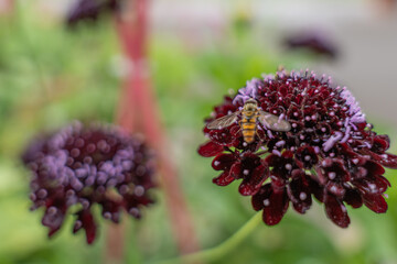Hoverfly on deep red flower. A hoverfly rests on a richly colored burgundy flower, its wings transparent and extended. The background is a dreamy mix of greens and blurred florals.