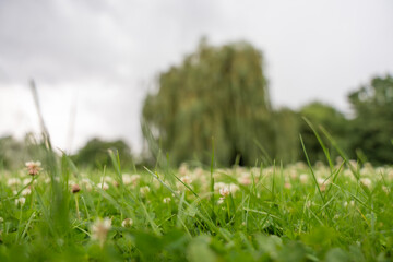 Close-up clover with blurred willow background A low ground-level view of white clover flowers and blades of grass in focus, while the willow tree stands blurred in the background. © Jakob