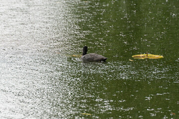 Black bird Eurasian coot swimming in rain. A lone Eurasian coot swims on a rippling lake during...