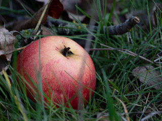 Apfel