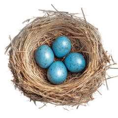 Blue robin eggs in nest springtime easter bird eggs nest egg speckled eggs robin bird nest spring