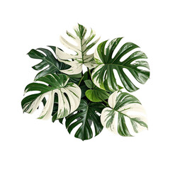 Mockup of Monstera Variegata Houseplant, Generative AI
