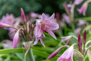 Pink lilies after rain. Raindrops cling to soft pink lily petals, giving the blooming flower a...