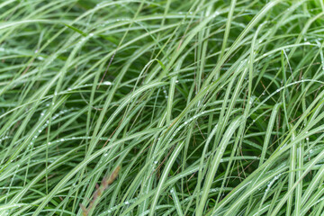 Rain-soaked ornamental grass Fine green blades of ornamental grass are speckled with rain droplets....