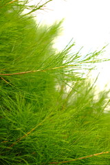 Vibrant Orange Tropical Flower Against Green Foliage
Exotic Bloom in a Lush Garden Setting
Close-Up of a Bird of Paradise Flower Bud
Bright Orange Petals with Soft Green Background
Tropical Flora 