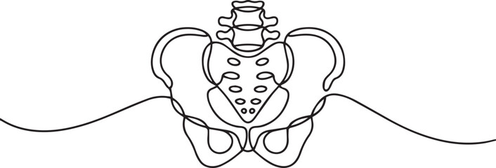 one line drawing of human pelvis and lumbar spine with sacrum and iliac bones in anatomical style