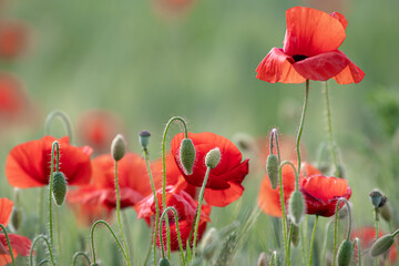 MAKI, KWIATY, ROŚLINY, KOLORY, PRZYRODA, NATURA, PIĘKNO, ŁĄKA,  KWIAT, © grzegorzszefer