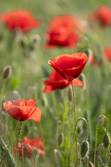 Obraz premium MAKI, KWIATY, ROŚLINY, KOLORY, PRZYRODA, NATURA, PIĘKNO, ŁĄKA, KWIAT,