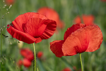 MAKI, KWIATY, ROŚLINY, KOLORY, PRZYRODA, NATURA, PIĘKNO, ŁĄKA,  KWIAT, © grzegorzszefer