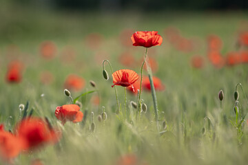 MAKI, KWIATY, ROŚLINY, KOLORY, PRZYRODA, NATURA, PIĘKNO, ŁĄKA,  KWIAT, © grzegorzszefer