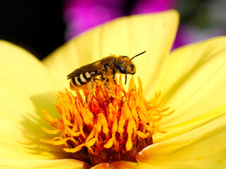 Macro bee of genus Andrena feeding on yellow dahlia and seen from profile with lots of pollen 