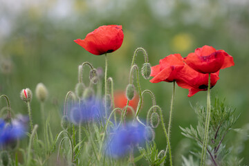 MAKI, KWIATY, ROŚLINY, KOLORY, PRZYRODA, NATURA, PIĘKNO, ŁĄKA,  KWIAT, © grzegorzszefer