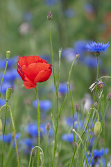 MAKI, KWIATY, ROŚLINY, KOLORY, PRZYRODA, NATURA, PIĘKNO, ŁĄKA,  KWIAT,