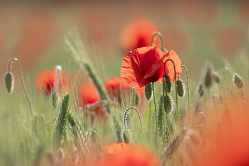MAKI, KWIATY, ROŚLINY, KOLORY, PRZYRODA, NATURA, PIĘKNO, ŁĄKA,  KWIAT, © grzegorzszefer