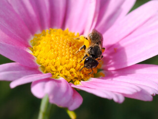 Macro bee of genus Andrena feeding on pink cosmos flower 