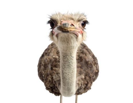 Portrait of a funny and cute Male ostrich upside down; head down. with a perspective effect shrinking the body which creates a lot of depth, isolated on white