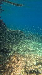 Snorkeling in Greece -  underwater photo with sardines fish flock and beautiful rocks, near Kantina beach in Kioni, Ithaca island, Greece
