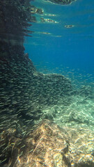 Snorkeling in Greece -  underwater photo with sardines fish flock and beautiful rocks, near Kantina beach in Kioni, Ithaca island, Greece