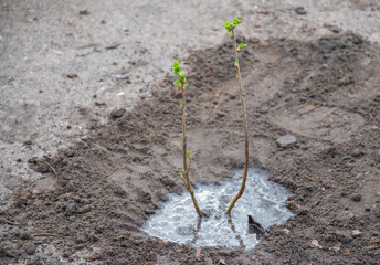 young currant seedlings just planted in nutritious soil in early spring and watered, gardening concept,the tender green leaves have just blossomed