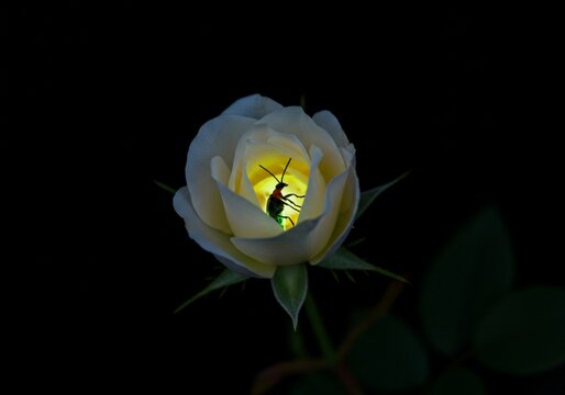Glowing insect resting on a white flower in complete darkness