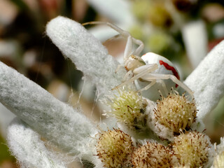 Macro of white crab spider (Misumena vatia) with an orange stripe on petal edelweiss flower 