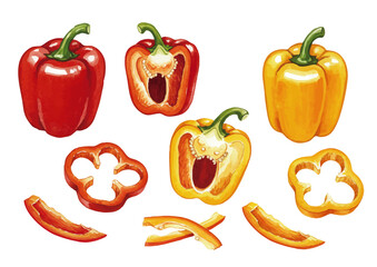 Vector watercolor vegetable / 水彩テイストの野菜イラスト（パプリカ）