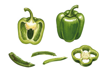 Vector watercolor vegetable / 水彩テイストの野菜イラスト（ピーマン）
