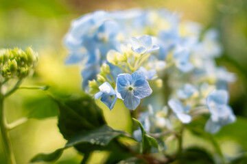 KWIATY, ROŚLINY, KOLORY, PRZYRODA, NATURA, PIĘKNO, ŁĄKA,  KWIAT, © grzegorzszefer