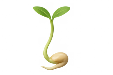 Sprouting seedling revealing emerging roots, tender stem, initial leaves against clear backdrop