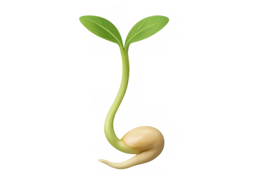 Sprouting seedling revealing emerging roots, tender stem, initial leaves against clear backdrop