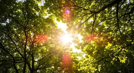 Obraz premium Sunlit Canopy: A Summer's Day in the Woods