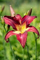 KWIATY, ROŚLINY, KOLORY, PRZYRODA, NATURA, PIĘKNO, ŁĄKA,  KWIAT,